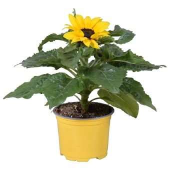 Vienmetė gėlė, saulėgrąža, vazonėlio skersmuo 12 cm.