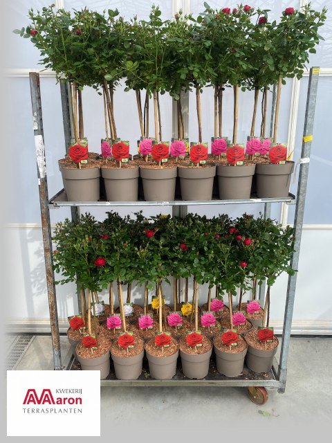 Daugiametė gėlė, rožė, įvairios, ant stiebo, vazonėlio skersmuo 21 cm.