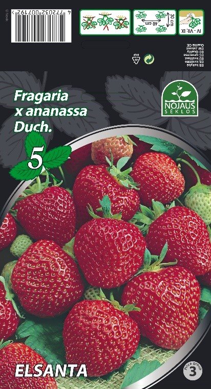 Braškių daigai (frigo) "Elsanta", 5 vnt. pakuotėje
