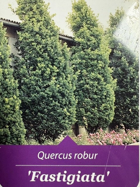 Dekoratyvinis medis, ąžuolas koloninis "Fastigiata", vazonėlio skersmuo 33 cm.