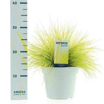 Žolinis augalas, eraičinas "Amigold", vazono skersmuo 17 cm.