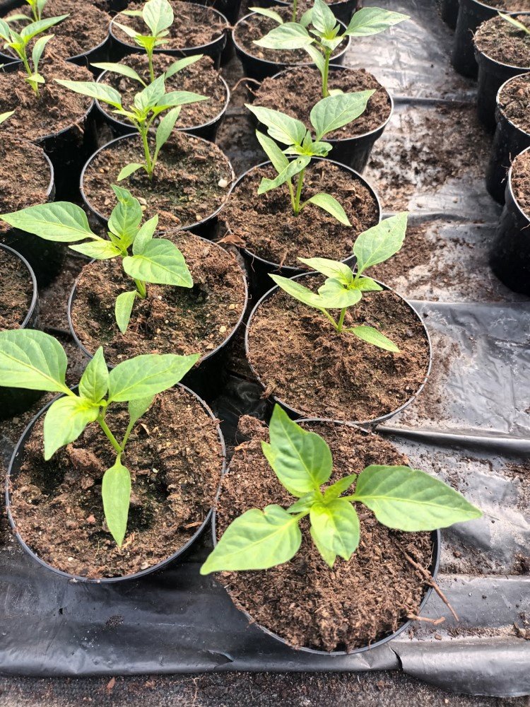 Daržovių sodinukai, paprika "Jupiter", raudona, kuginė, vazonėlio skersmuo 10 cm.