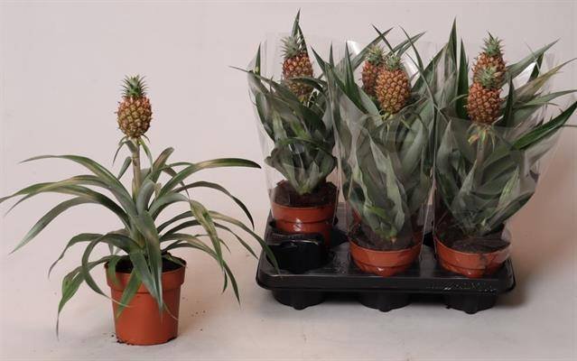 Kambarinis augalas, ananasas dekoratyvinis "Rosita", vazonėlio skersmuo 12 cm.