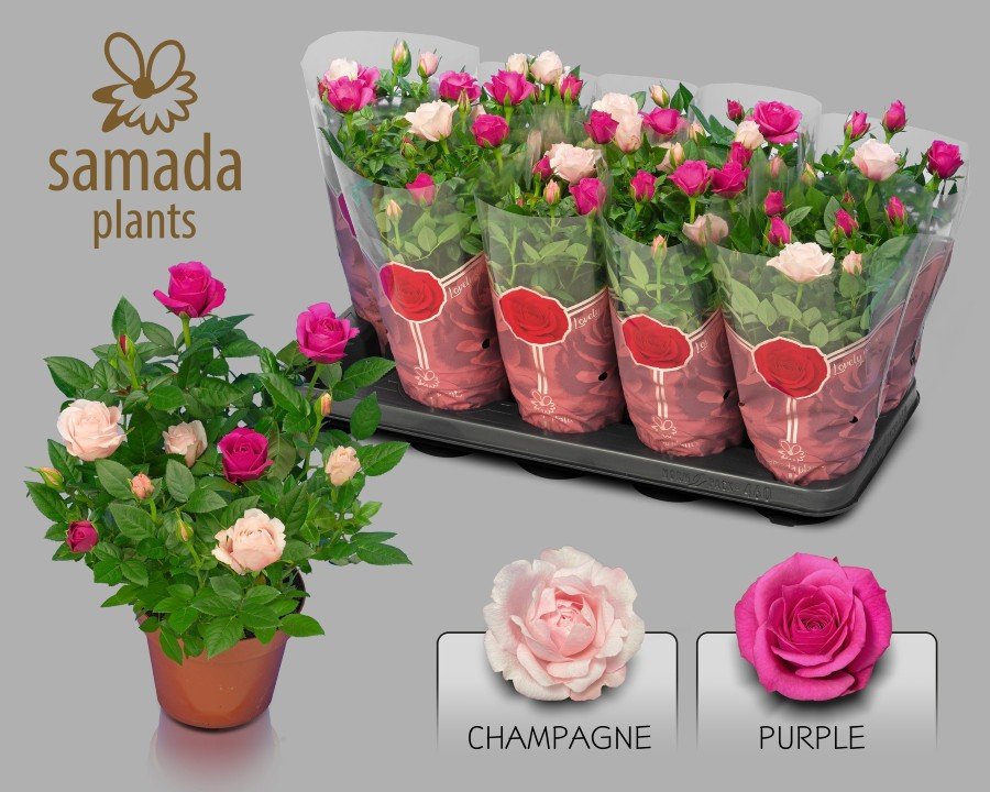 Kambarinis augalas roželė "Classic Star", vazonėlio skersmuo 12 cm