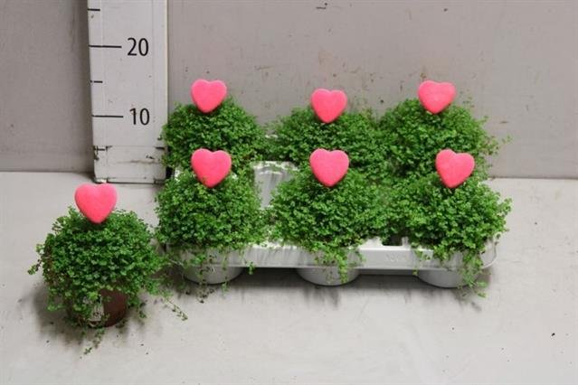 Kambarinis augalas, gulsčioji elksninė, vazonėlio skersmuo 10 cm.