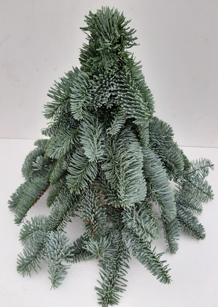 Kėnio šakų eglutė, aukštis 30 cm.