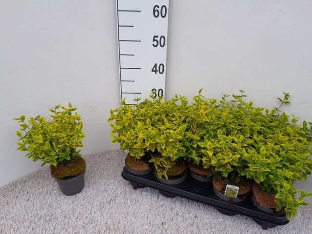 Dekoratyvinis krūmas, ožekšnis "Gold", vazono skersmuo 12 cm.