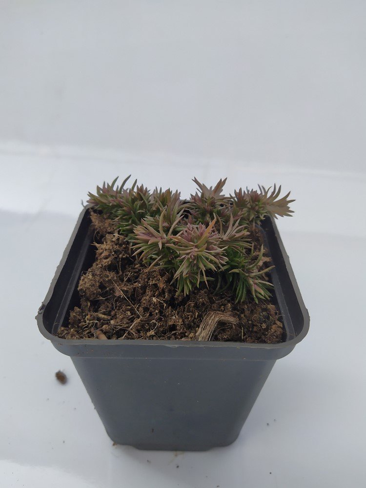 Daugiametė gėlė, flioksas "Candy Stripes", vazonėlio skersmuo 9 cm.