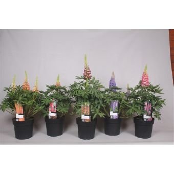 Daugiametė gėlė, lubinas "West Country", vazono skersmuo 19 cm.