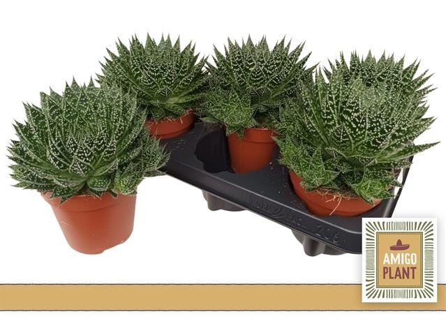 Kambarinis augalas, alavijas "Safari Zambezi", vazonėlio skersmuo 12 cm.