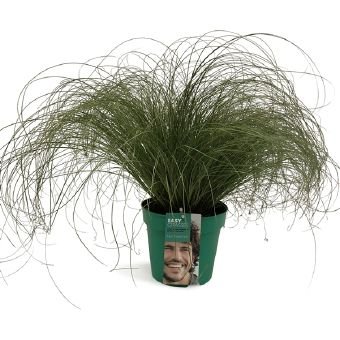 Žolinis augalas, viksva "Frosted Curls", vazono skersmuo 17 cm.