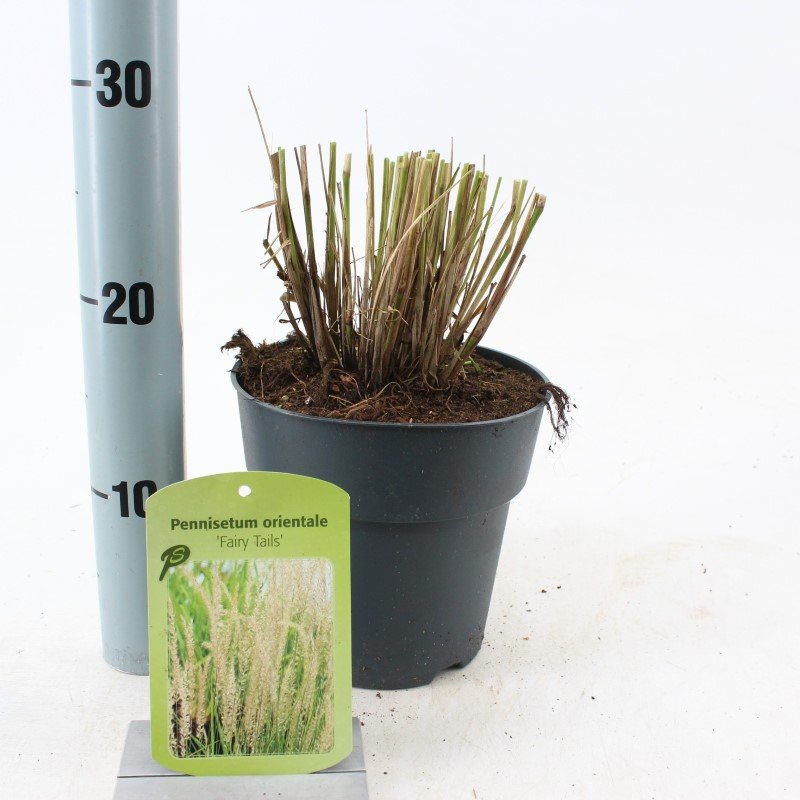 Žolinis augalas, soruolė "Fairy Tails", vazonėlio skersmuo 17 cm.