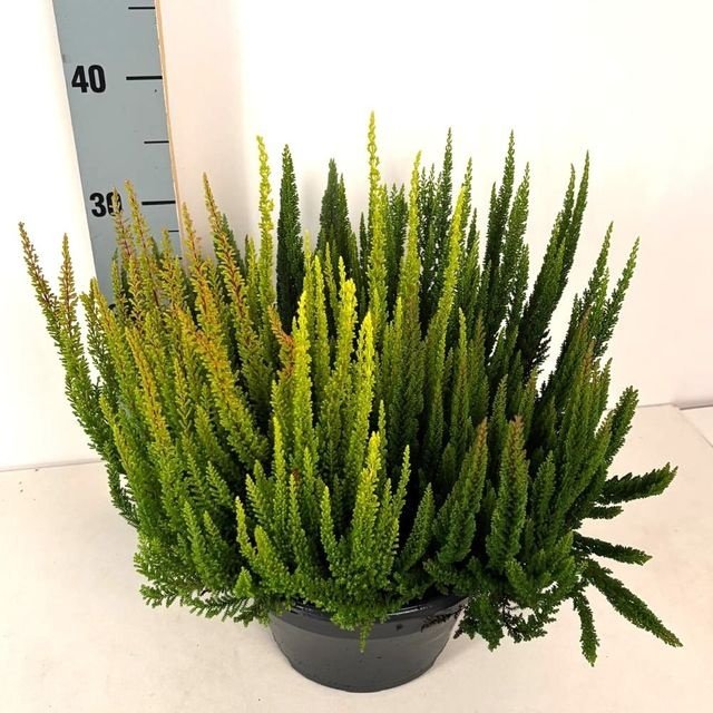 Vienmetis augalas, viržis "Skyfive", vazonėlio skersmuo 23 cm.