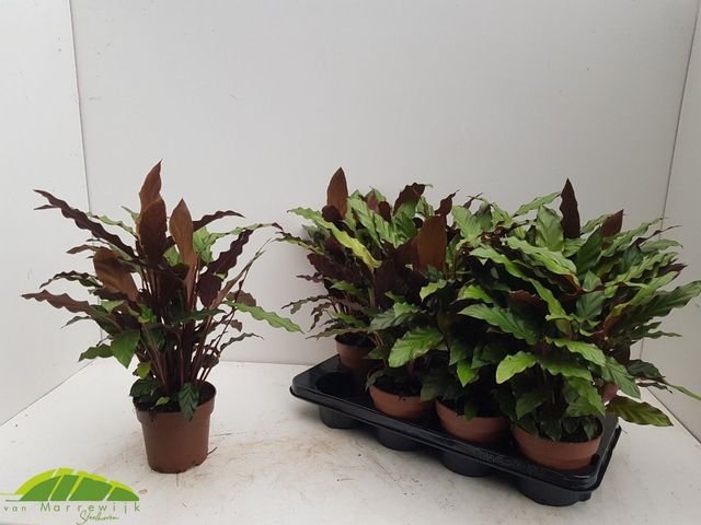 Kambarinis augalas, kalatėja "Ruf", vazonėlio skersmuo 13 cm.