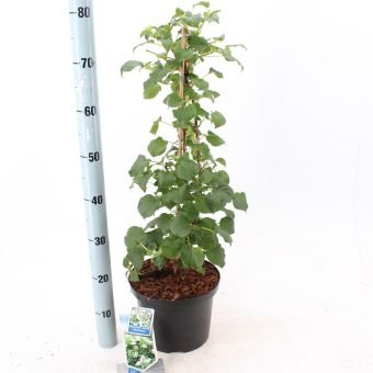 Dekoratyvinis krūmas, hortenzija vijoklinė,  vazonėlio skersmuo 23 cm.