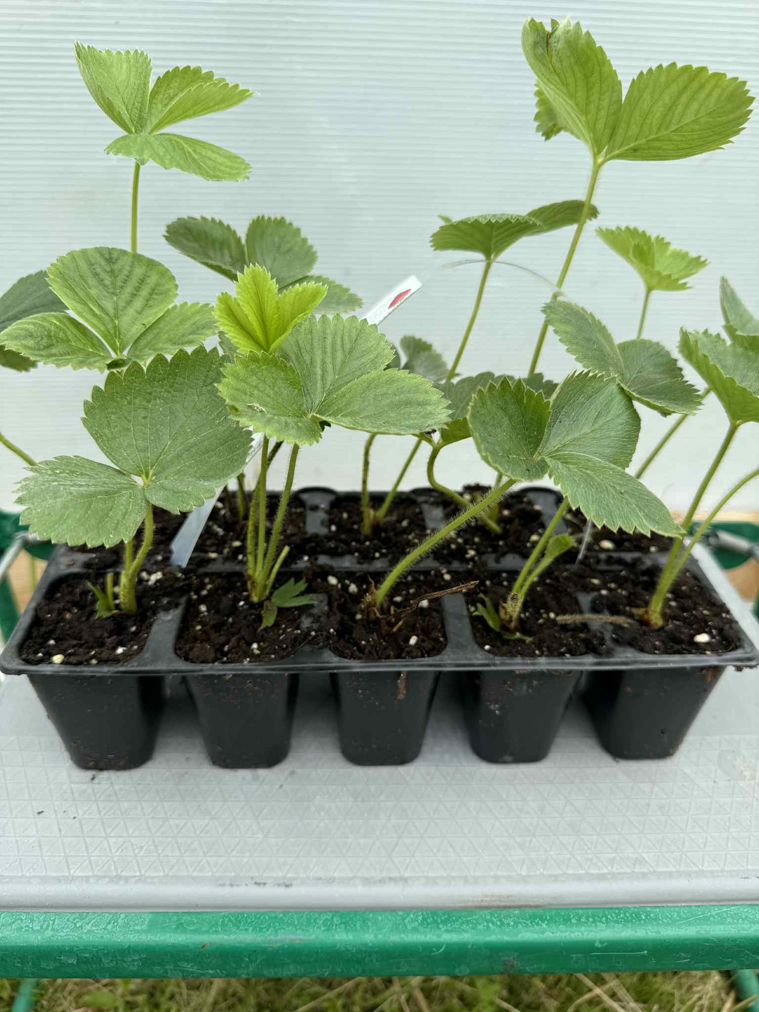 Braškės sodinukas "Venta", 10 vnt.