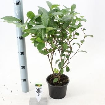 Kambarinis augalas, kininis arbatmedis (kamelija), vazonėlio skersmuo 15 cm.