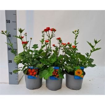 Daugiametė gėlė, žiognagė, vazono skersmuo 17 cm.