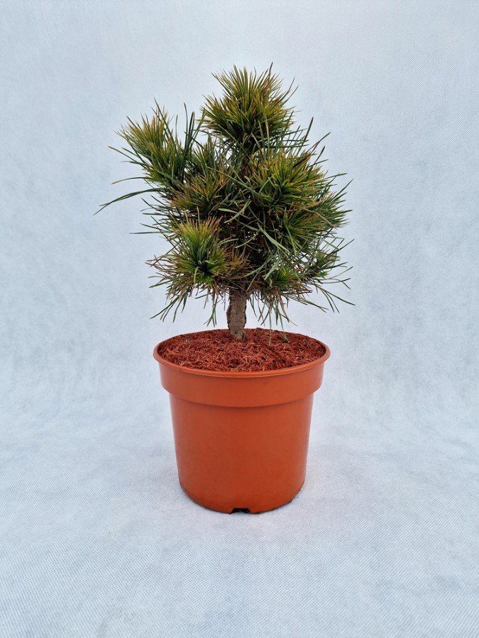 Spygliuotis, pušis paprastoji "Globosa Viridis", vazonas 3 l.