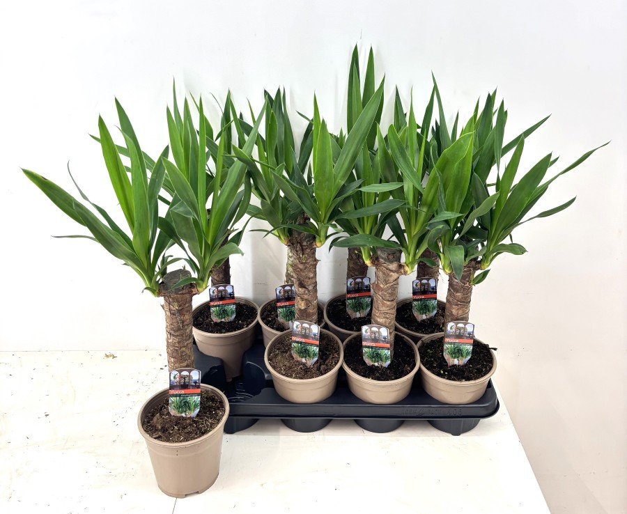 Kambarinis augalas juka, vazonėlio skersmuo 14 cm