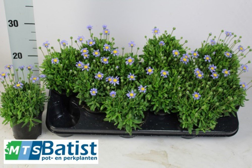 Vienmetė gėlė, felicija, vazonėlio skersmuo 10 cm.