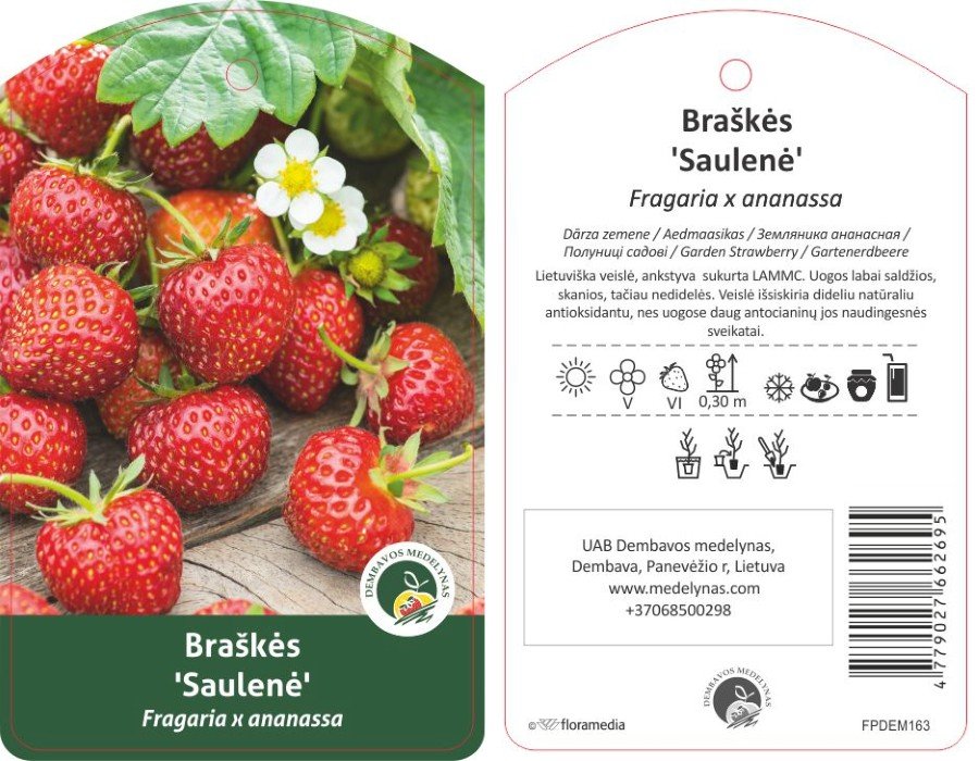Braškės sodinukas "Saulenė", vazonėlis 3 l.