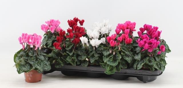 Kambarinis augalas, ciklamenas, vazonėlio skersmuo 10 cm.