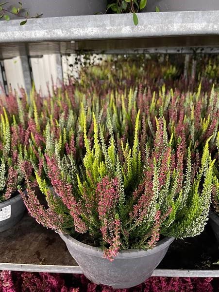 Vienmetė gėlė, viržis, 3 spalvos vazonėlyje, vazonėlio skersmuo 23 cm.