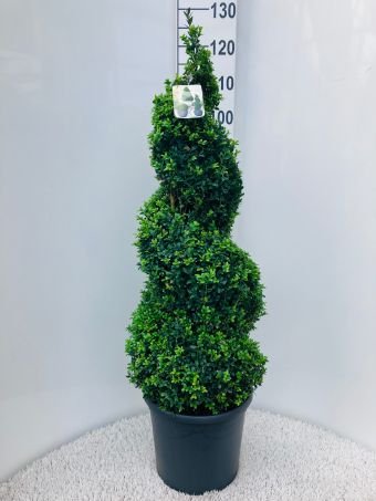 Dekoratyvinis krūmas, buksmedis paprastasis, spiralės formos, aukštis 90-100 cm., vazonėlio skersmuo 31 cm.