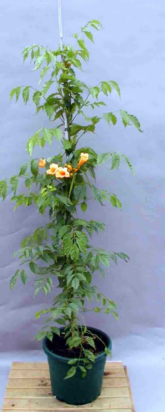 Vijoklinis augalas, ląstūnė stambiažiedė, įvairios veislės, vazonas 2 l