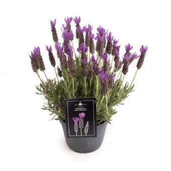 Vienmetė gėlė, levanda "Greek Mountain", vazono skersmuo 15 cm.