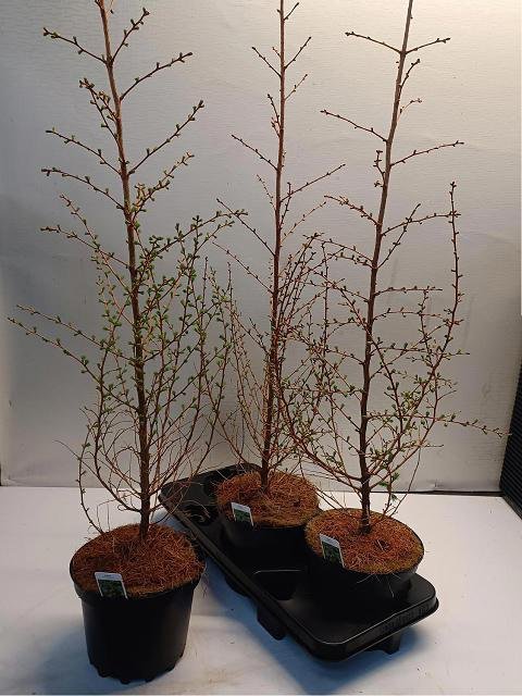 Spygliuotis, maumedis "Kaempferi",, vazonėlio skersmuo 19 cm.