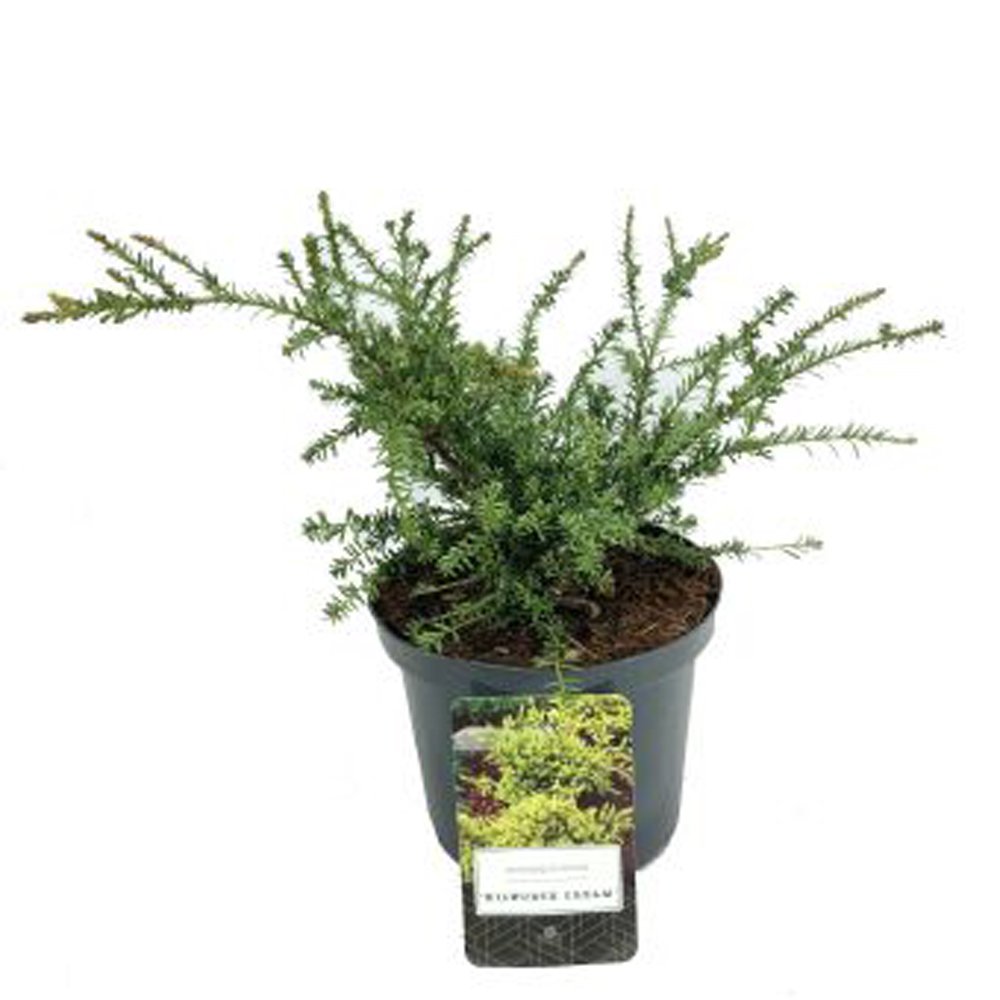 Spygliuotis, podokarpas "Kilworth Cream", augalo aukštis 10 cm.