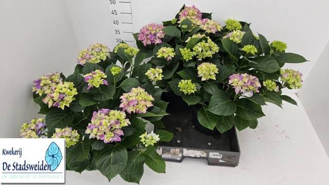 Dekoratyvinis krūmas, hortenzija "Early", vazonėlio skersmuo 23 cm.