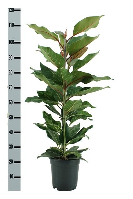 Kambarinis augalas, fikusas "Beng Joy", vazonėlio skersmuo 21 cm.