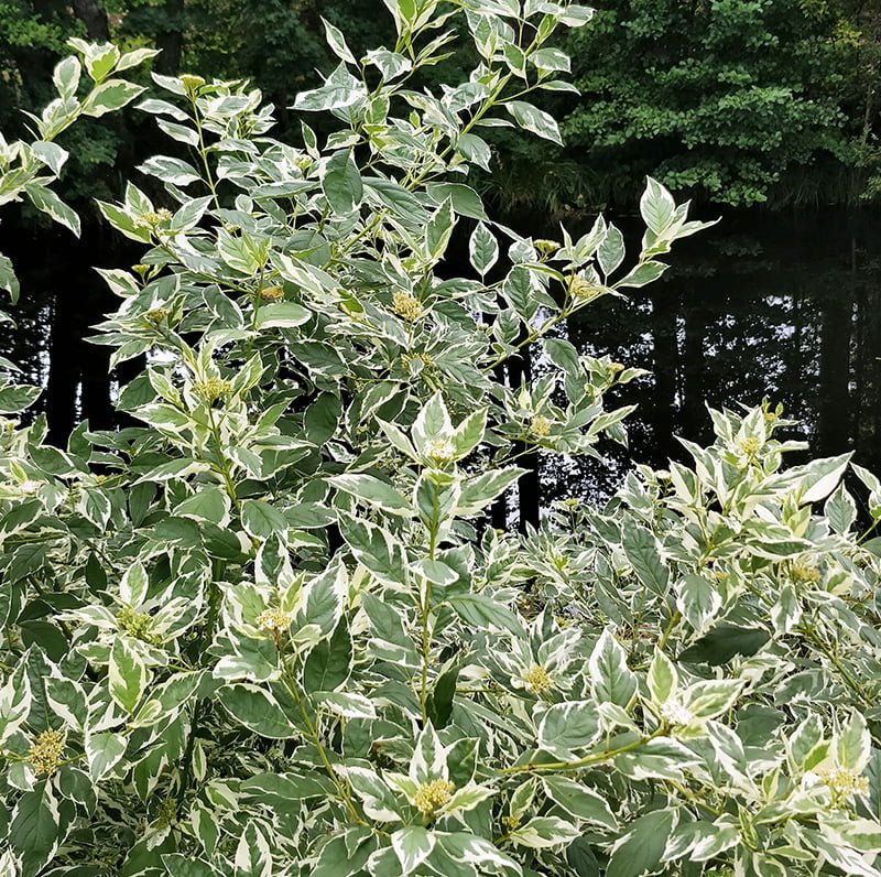 Dekoratyvinis krūmas, baltoji sedula "Spaethii", vazonas 2 l.