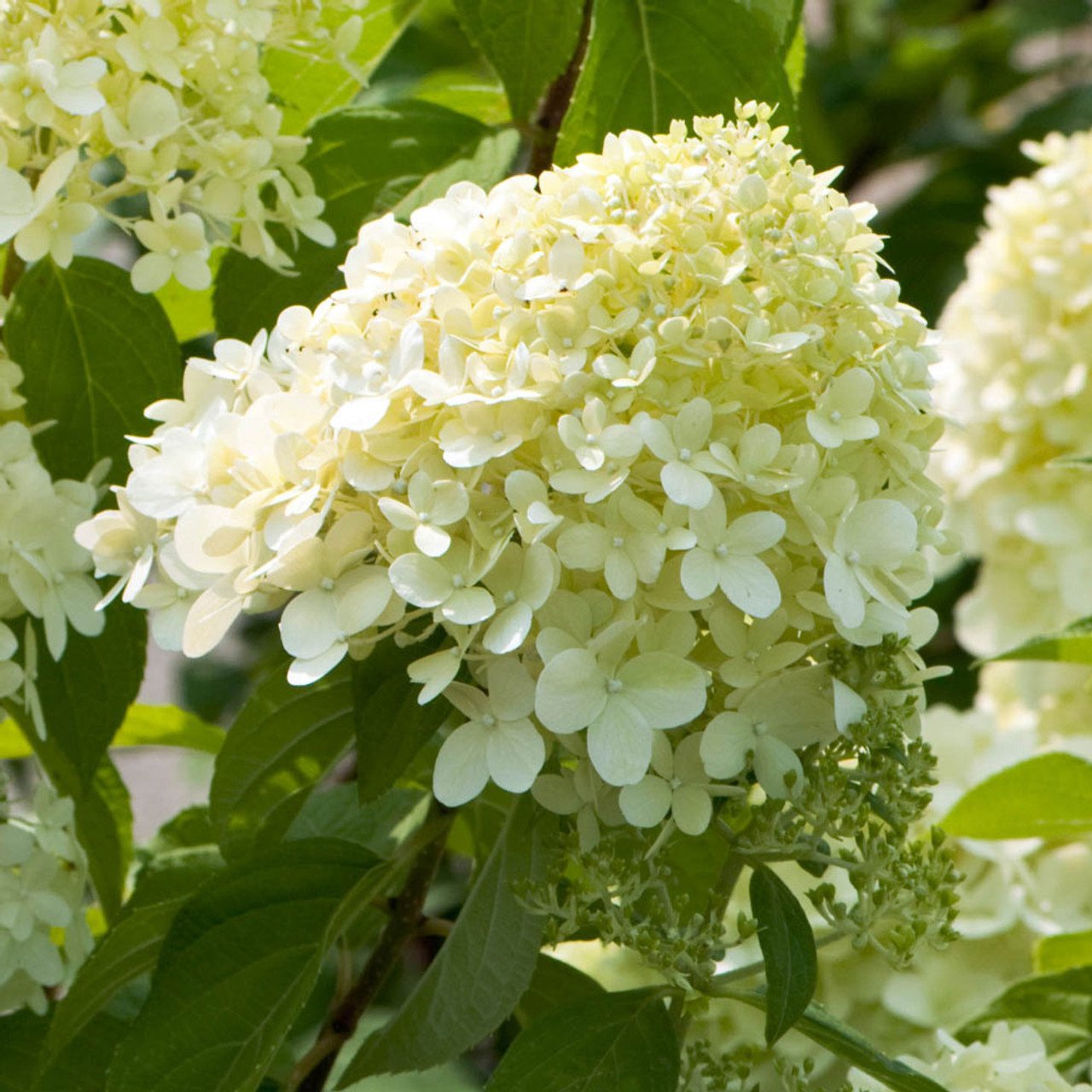 Dekoratyvinis krūmas, šluotelinė hortenzija "Limelight", vazonėlio skersmuo 9 cm.