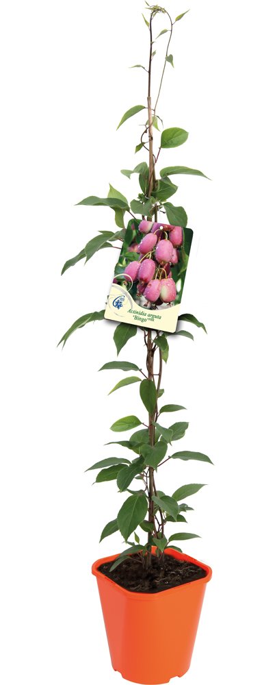 Vaiskrūmis, aktinidija smailialapė (mini kivi), vazonas 2 l.