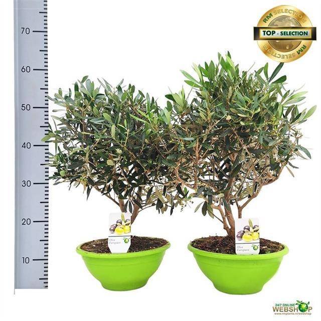 Kambarinis augalas, alyvmedis, vazonėlio skersmuo 25 cm.