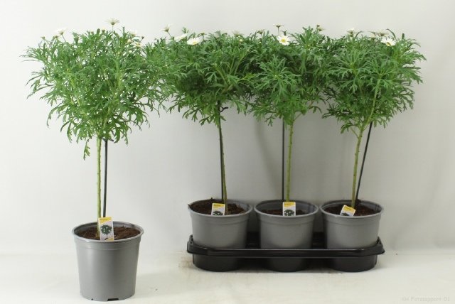 Vienmetė gėlė, argirantema ant stiebo, vazonėlio skersmuo 19 cm.