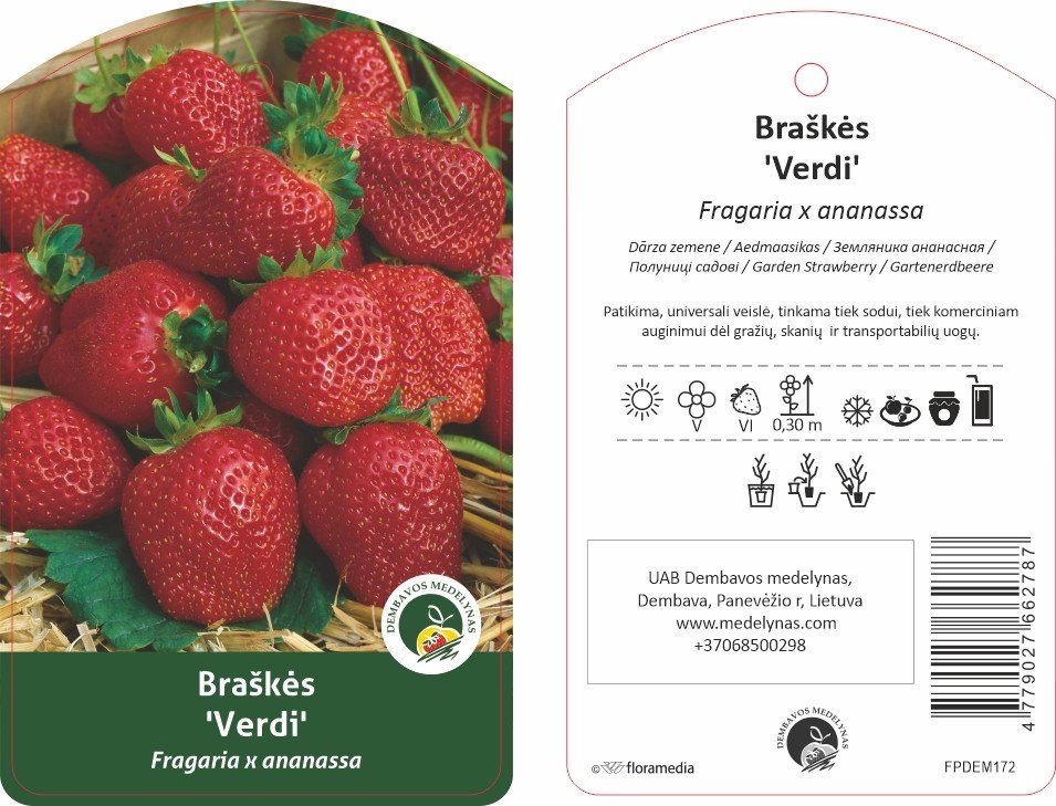 Braškės sodinukas "Verdi", vazonėlis 1,5 l.