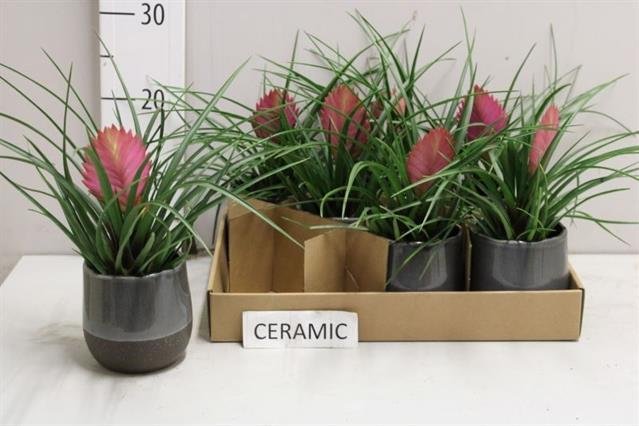 Kambarinis augalas, tilandsija keraminiame vazonėlyje, vazonėlio skersmuo 9 cm.