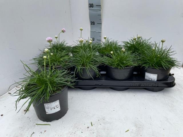 Alpinariumo augalas, armerija "Armada Rose", vazonėlio skersmuo 13 cm.