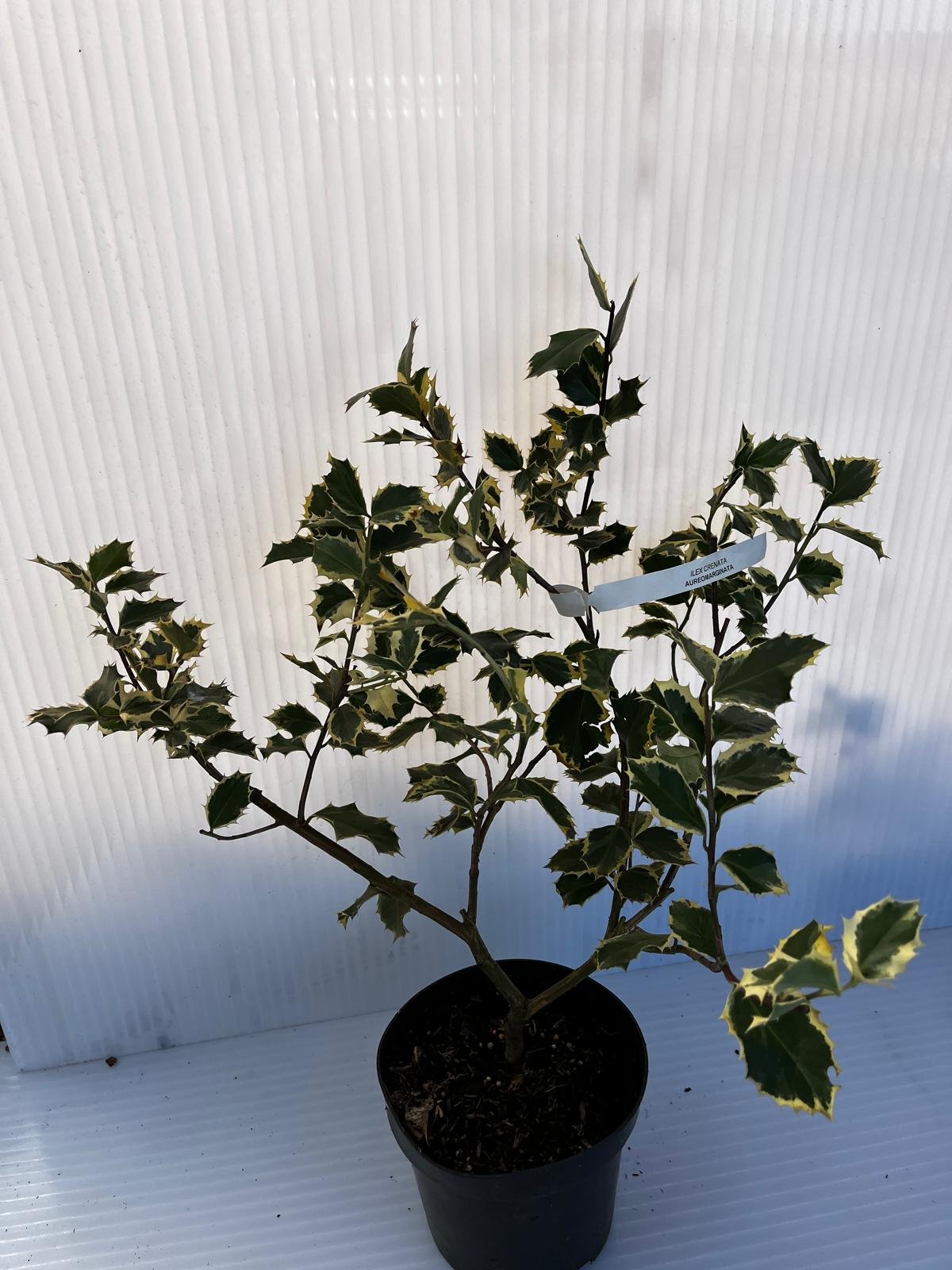 Dekoratyvinis krūmas, bugienis rinčiuotasis "Aureomarginata", vazonas 2 l.