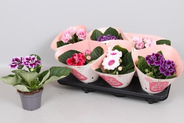 Kambarinis augalas, gloksinija, vazonėlio skersmuo 12 cm.