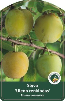 Vaismedis, slyva “Ulena Renklod” (Prunus domestica)