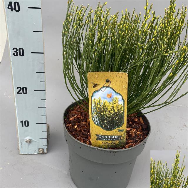 Dekoratyvinis krūmas, raipstas šluotinis "Allgold", vazonėlio skersmuo 21 cm.