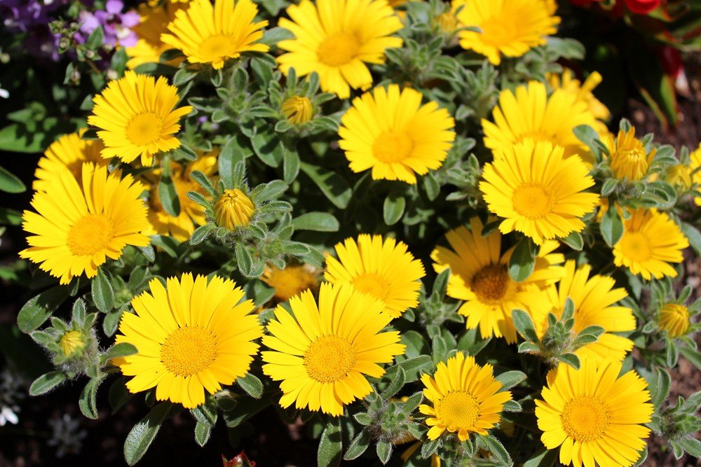 Vienmetė gėlė, asteriksas (Pajūrio žvaigždė), vazonėlio skersmuo 10 cm.