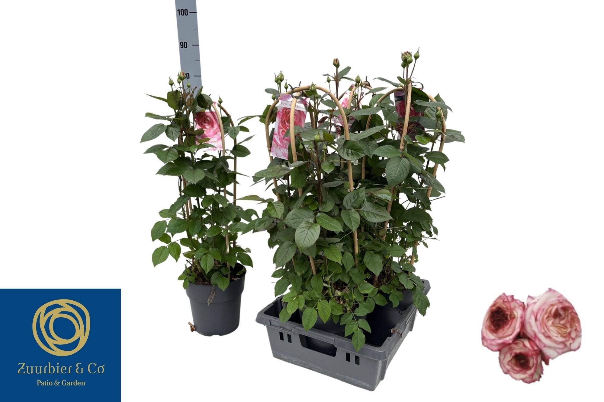 Daugiametė gėlė, rožė vijoklinė "Fanta", vazonėlio skersmuo 19 cm.