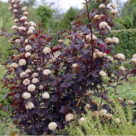 Dekoratyvinis krūmas, paprastasis pūslenis "Diabolo", vazonas 2 l.